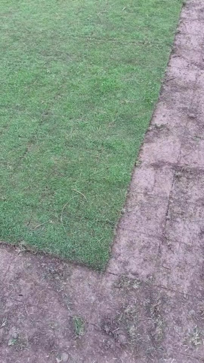 马尼拉草皮