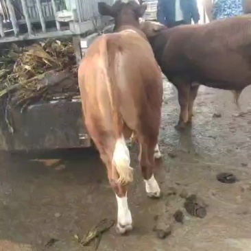 育肥小公牛