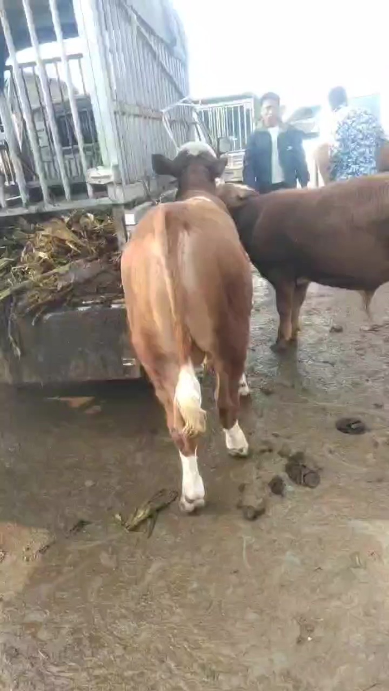 育肥小公牛