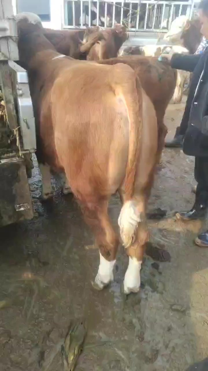 育肥小公牛