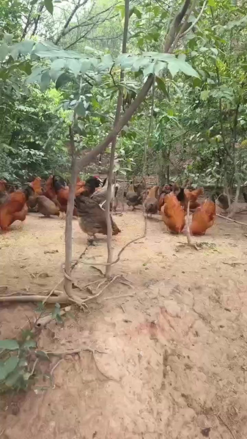 鸡