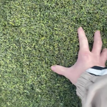 求货源的来、茶叶批发，香茶，香味浓郁，滋味醇厚，头春的品质