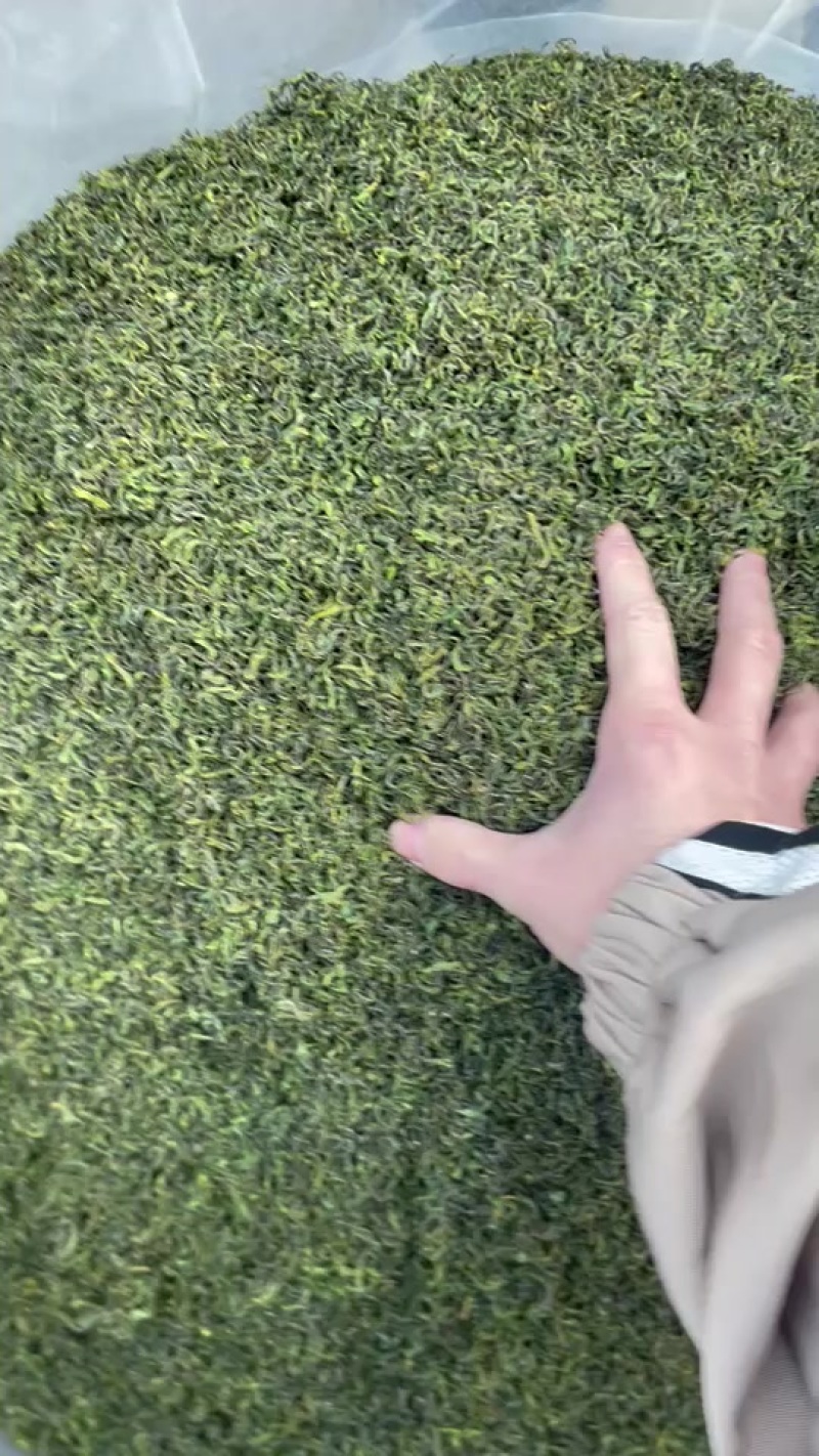 求货源的来、茶叶批发，香茶，香味浓郁，滋味醇厚，头春的品质