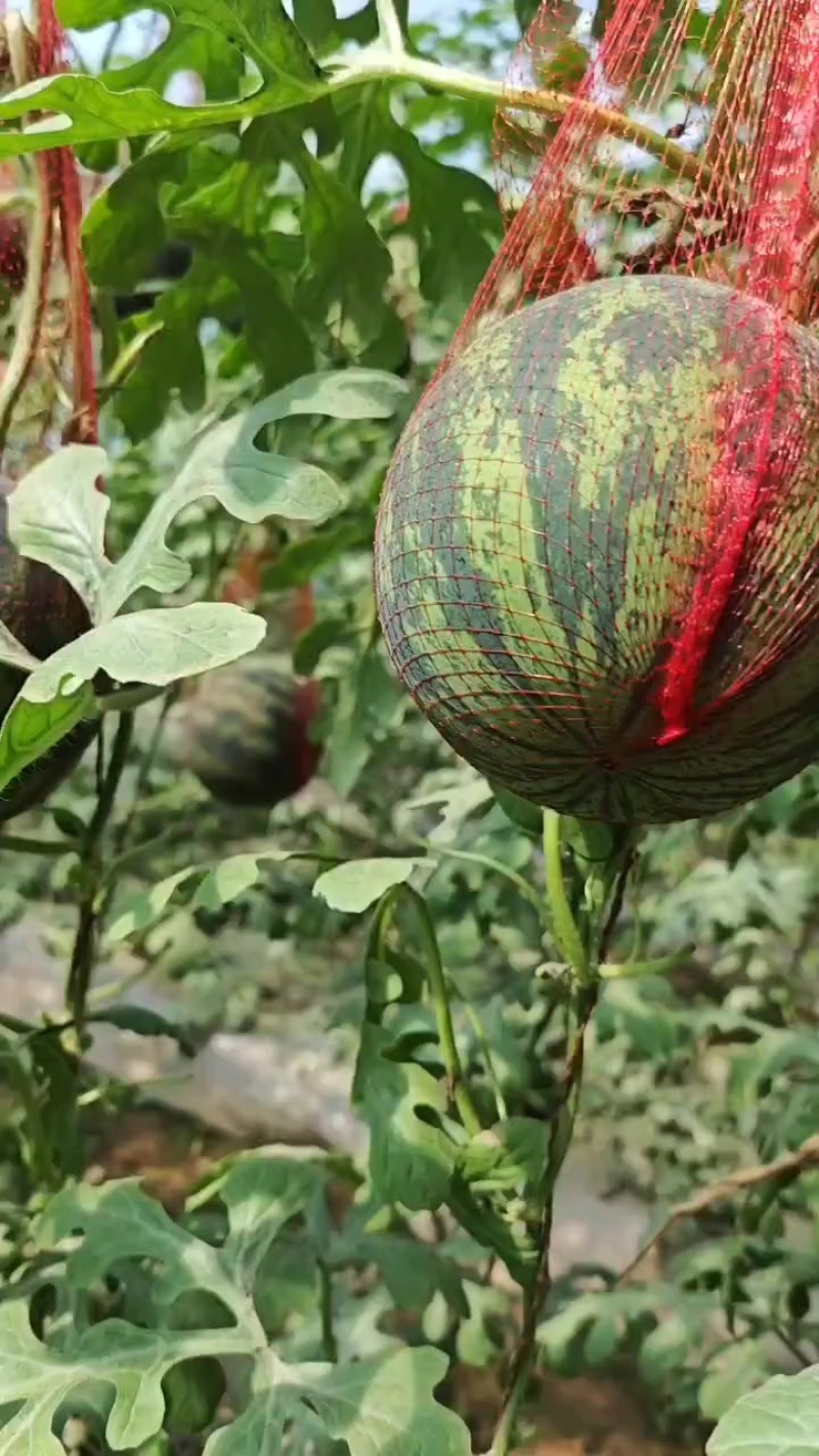 小吊瓜