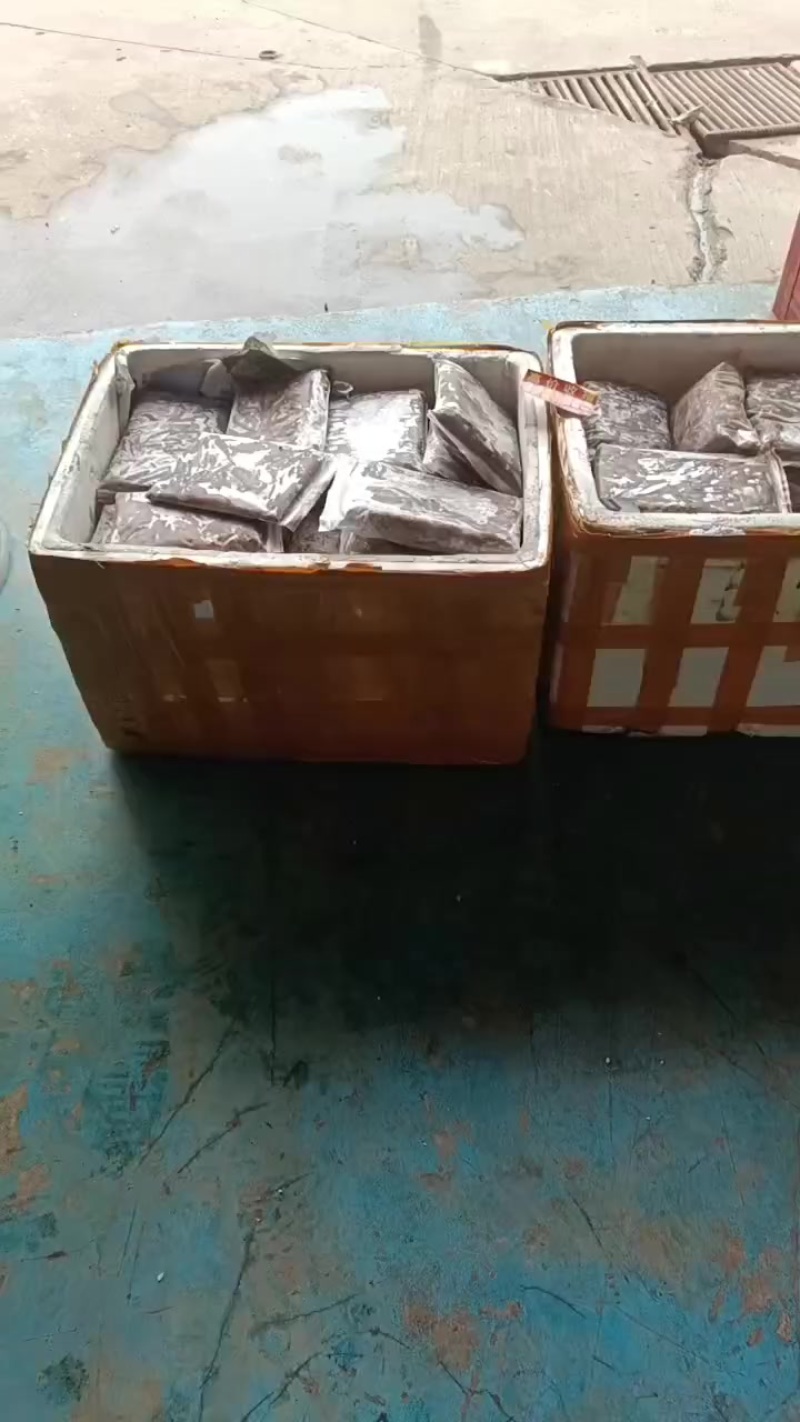 红尾巴鱼批量