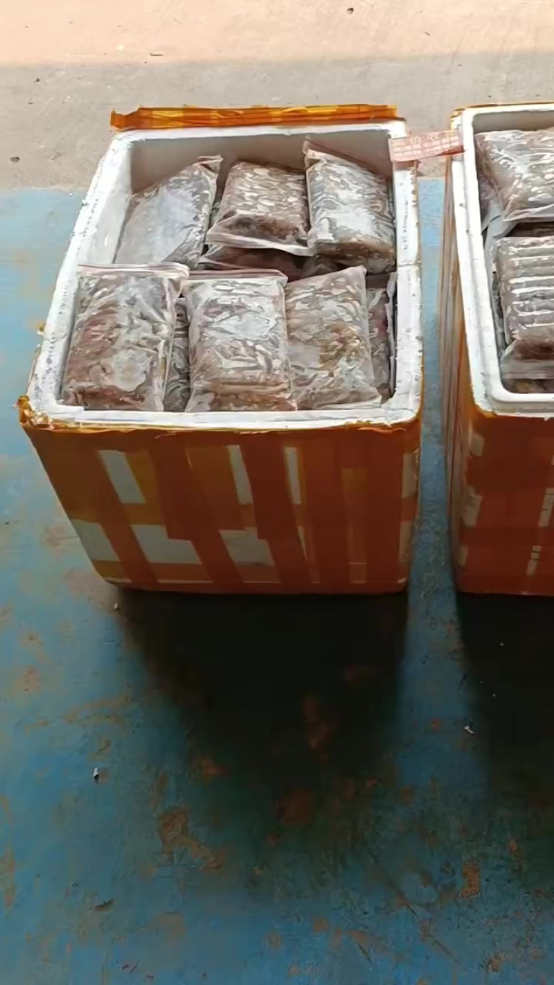 红尾巴鱼批量