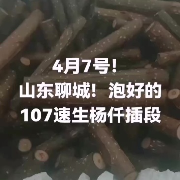 山东107速生杨仟插段