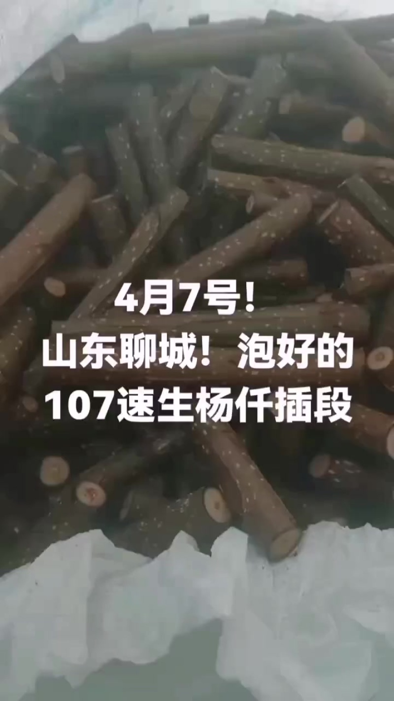 山东107速生杨仟插段