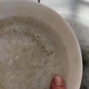 土鲮麦鲮水花