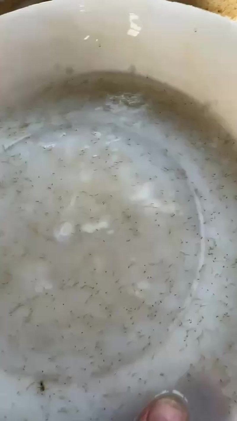 土鲮麦鲮水花