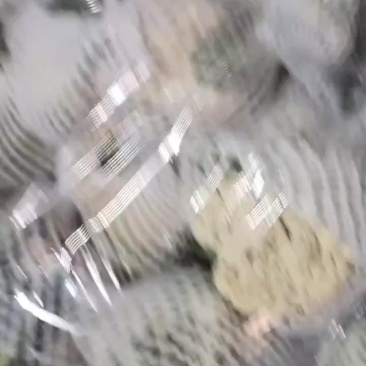 精品菜花，
