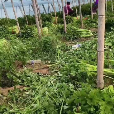 芹菜
