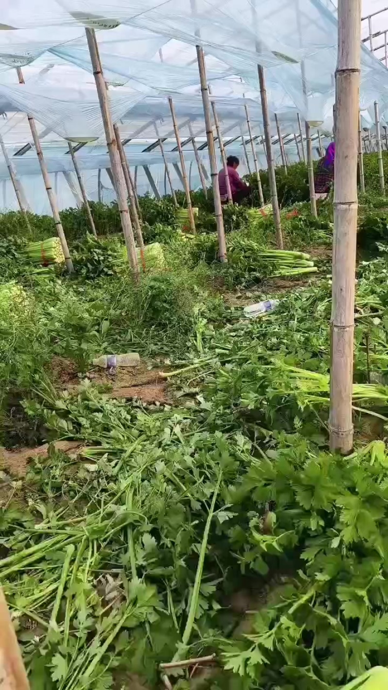 芹菜