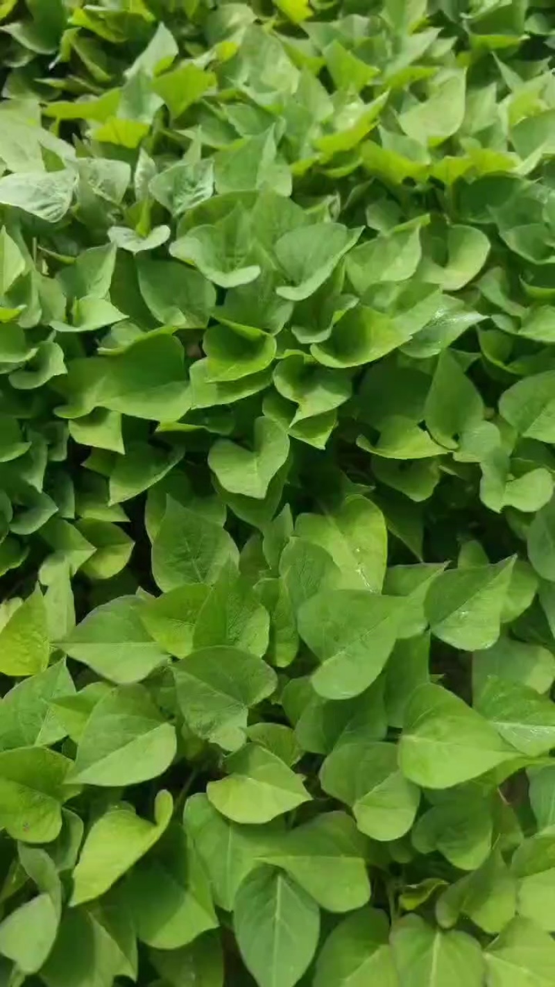 榴莲蜜薯苗口感非常好每天可以供货，质量保证