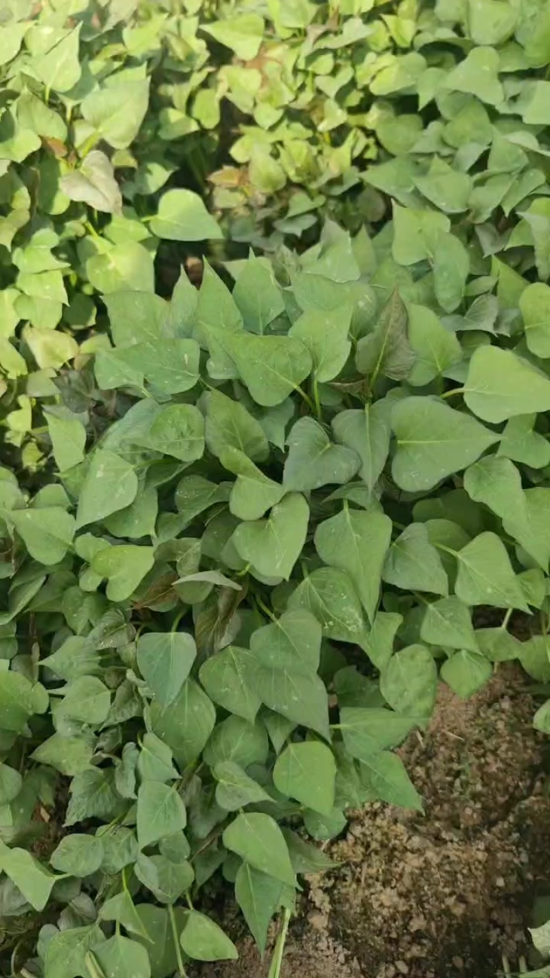 榴莲蜜薯苗口感非常好每天可以供货，质量保证
