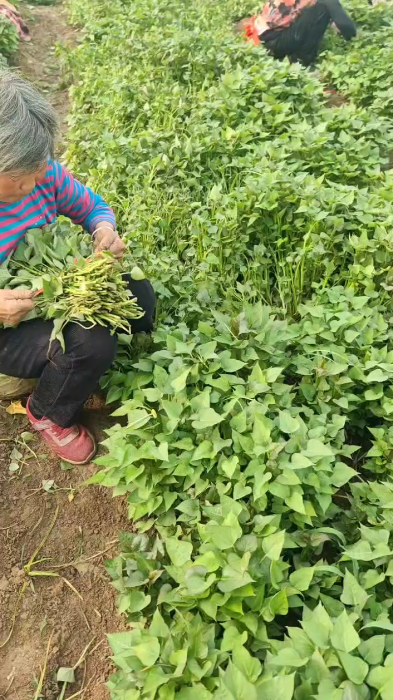 丝滑红薯苗口感**