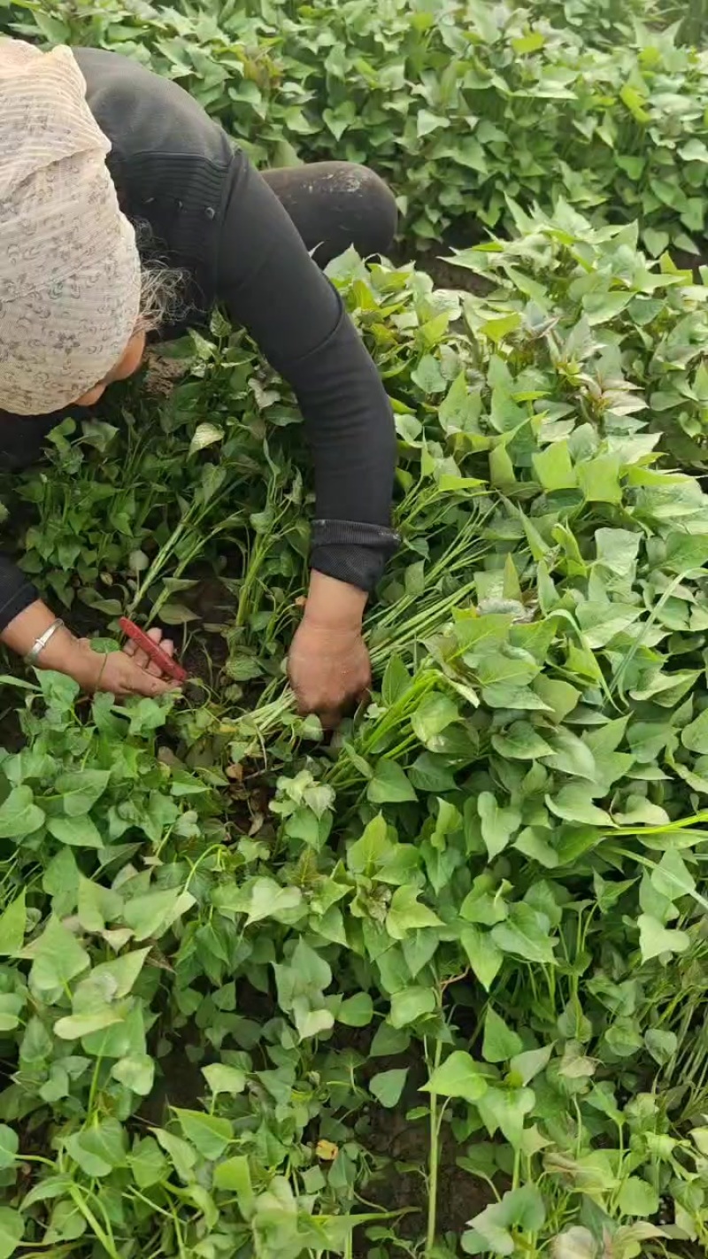 丝滑红薯苗口感**