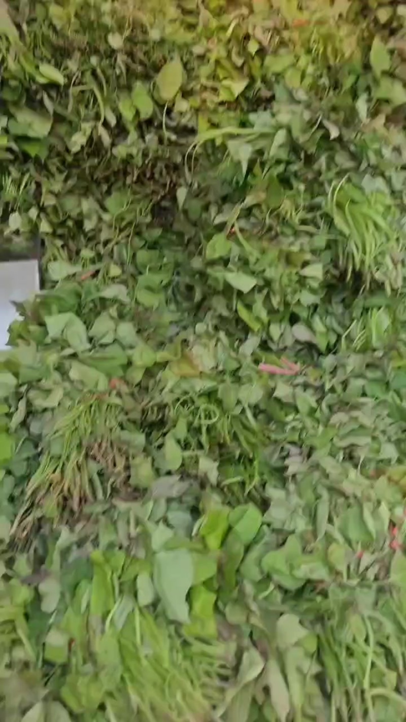 榴莲蜜薯苗口感非常好每天可以供货，质量保证