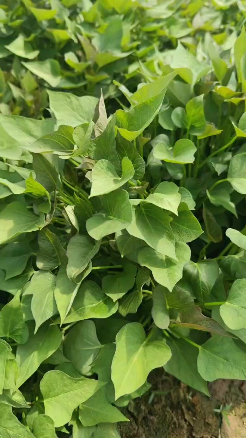 榴莲蜜薯苗口感非常好每天可以供货，质量保证