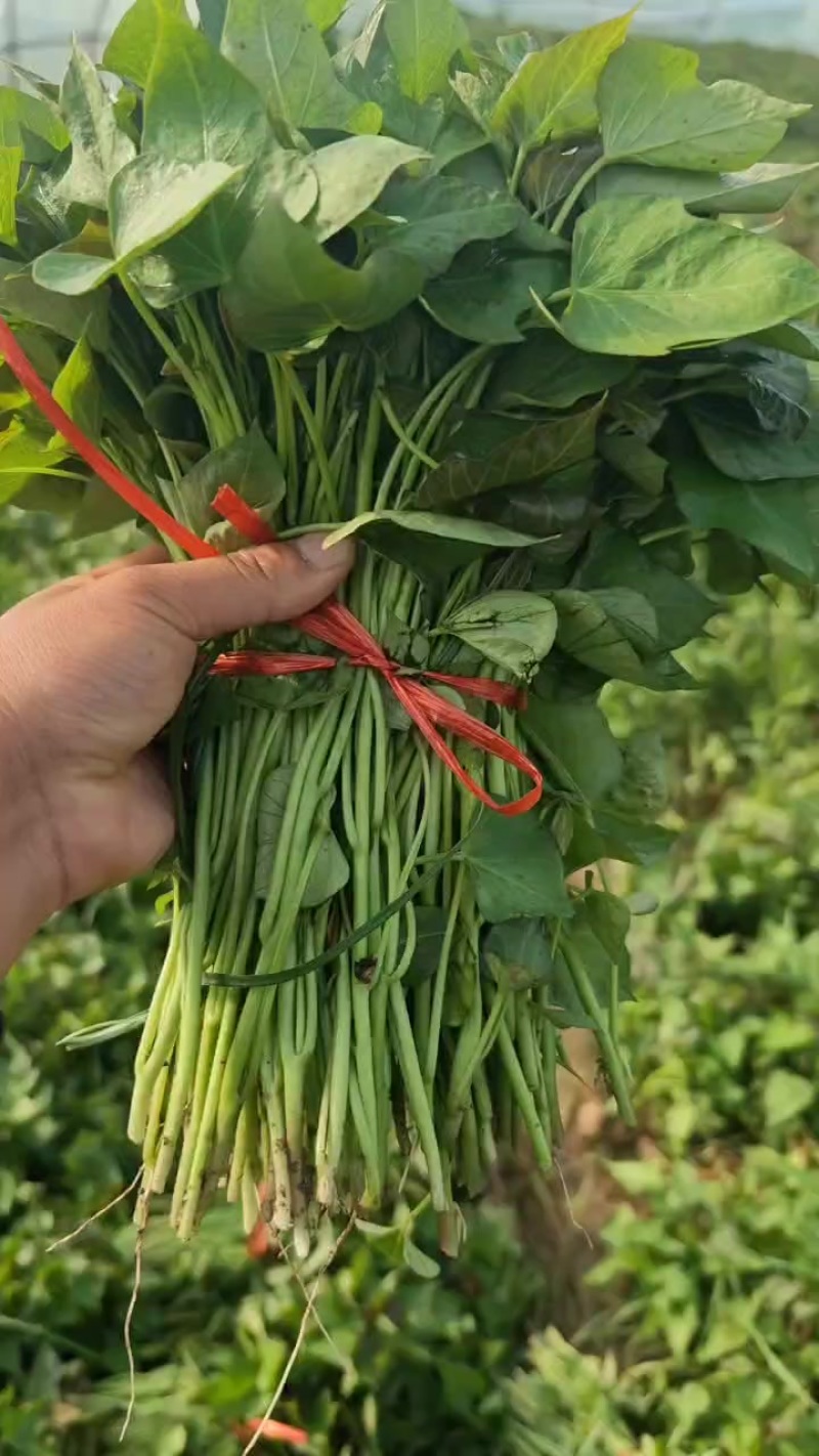 榴莲蜜薯苗口感非常好每天可以供货，质量保证