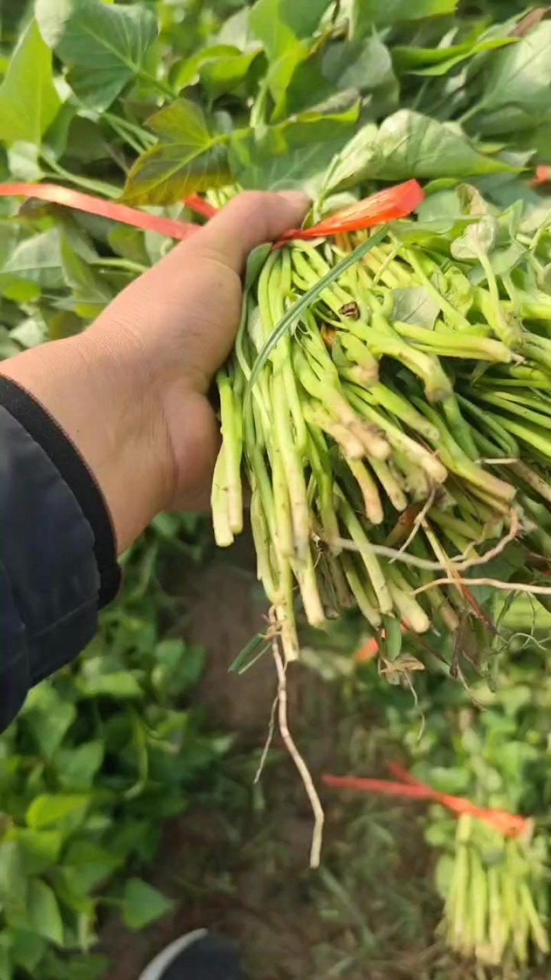 榴莲蜜薯苗口感非常好每天可以供货，质量保证