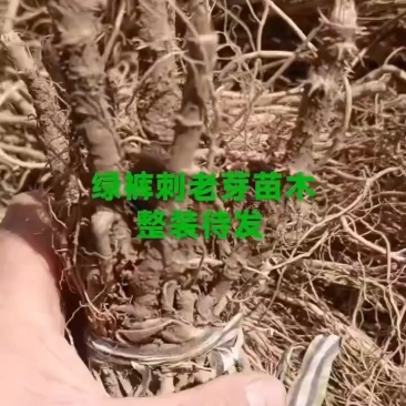 刺嫩芽苗木