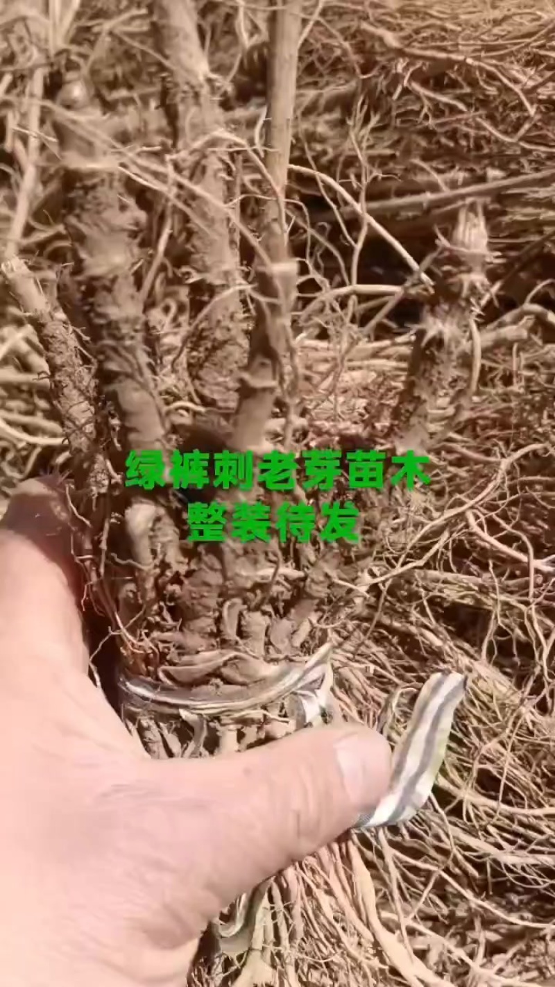 刺嫩芽苗木