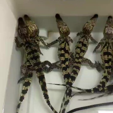 宠物鳄鱼