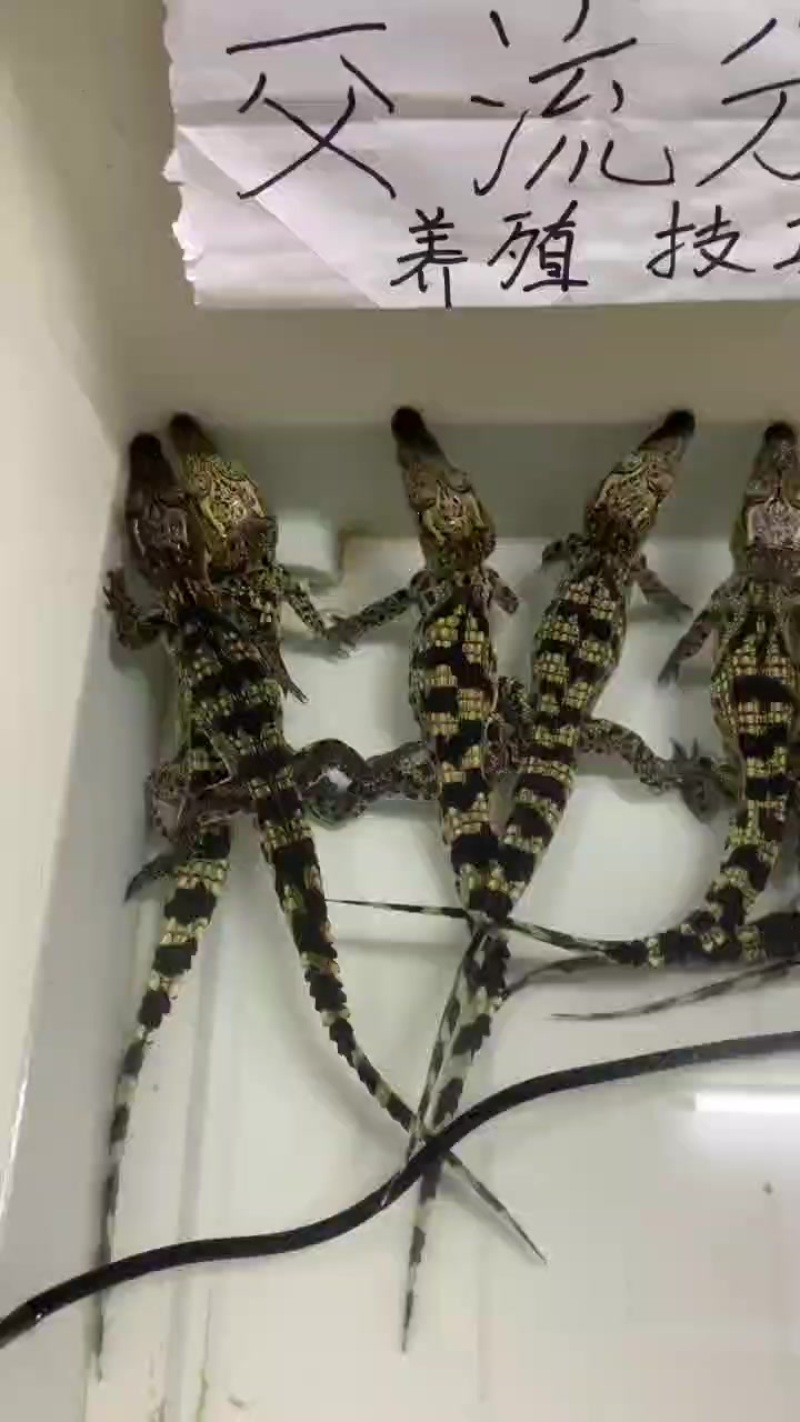 宠物鳄鱼