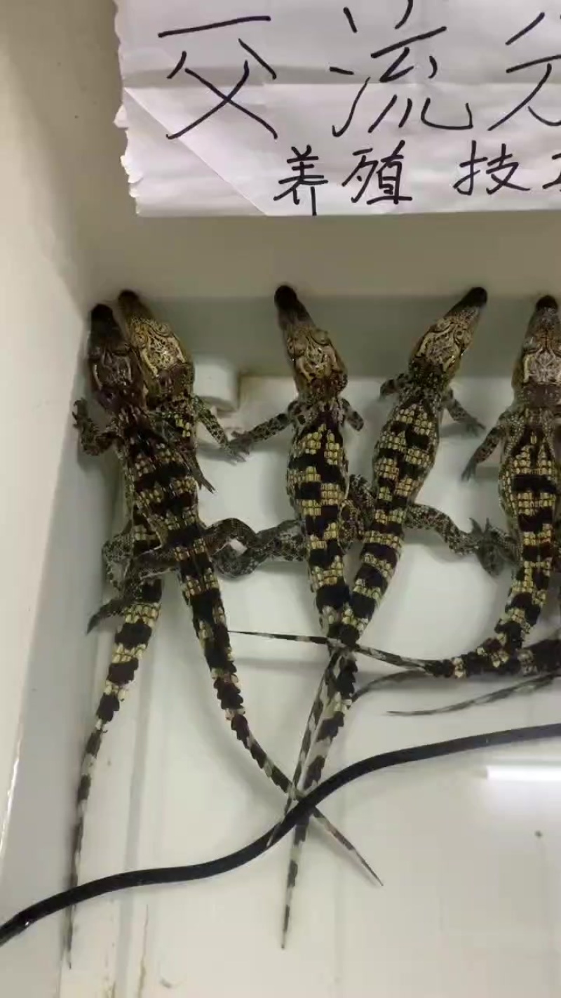 宠物鳄鱼