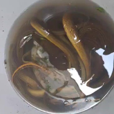 黄鳝