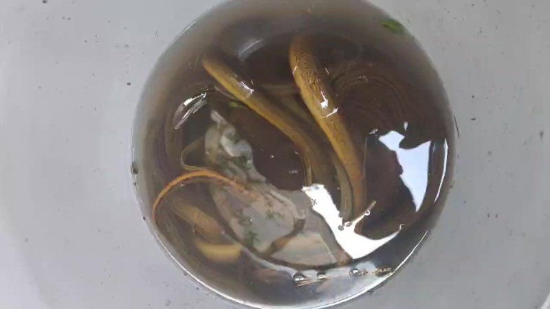黄鳝