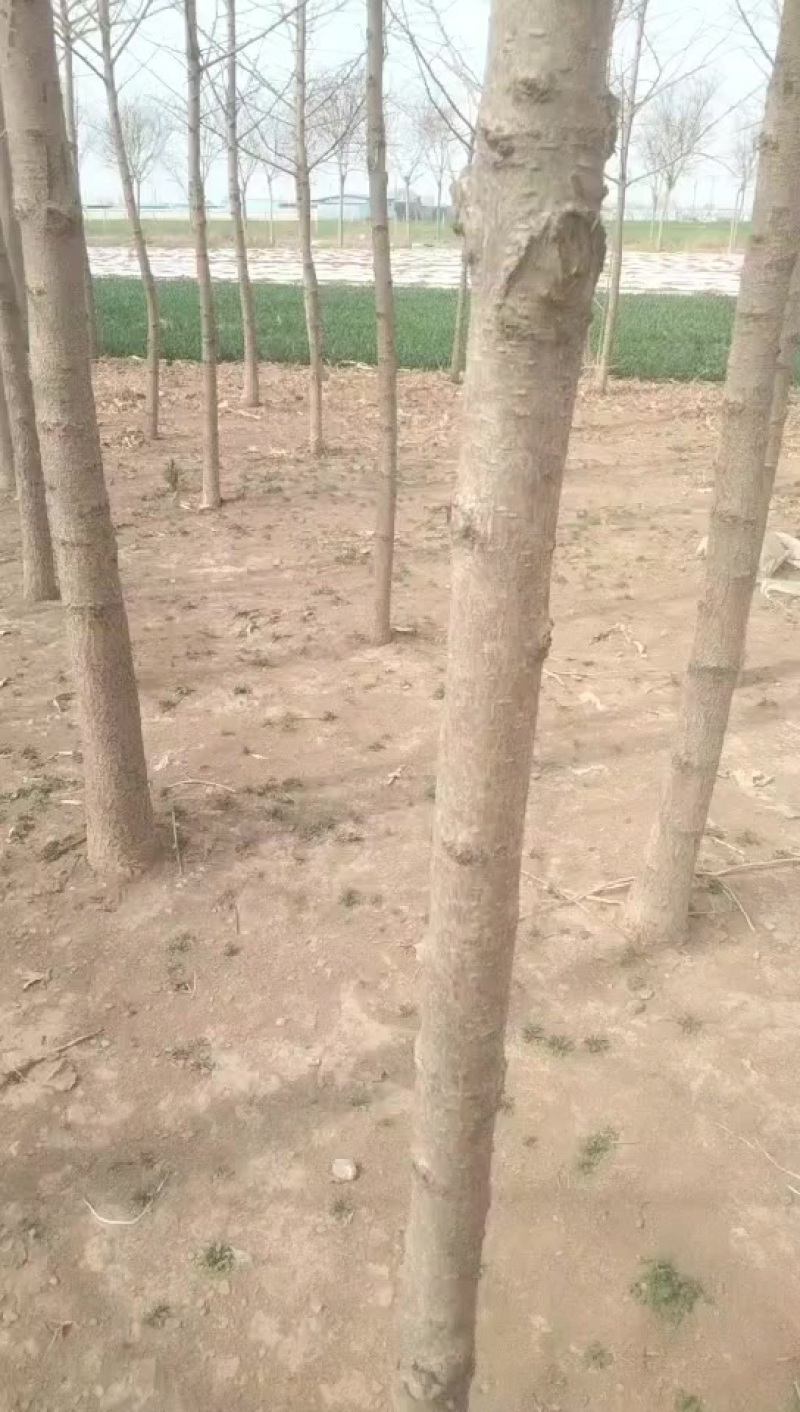 银杏树两千颗出售，价格随行就市