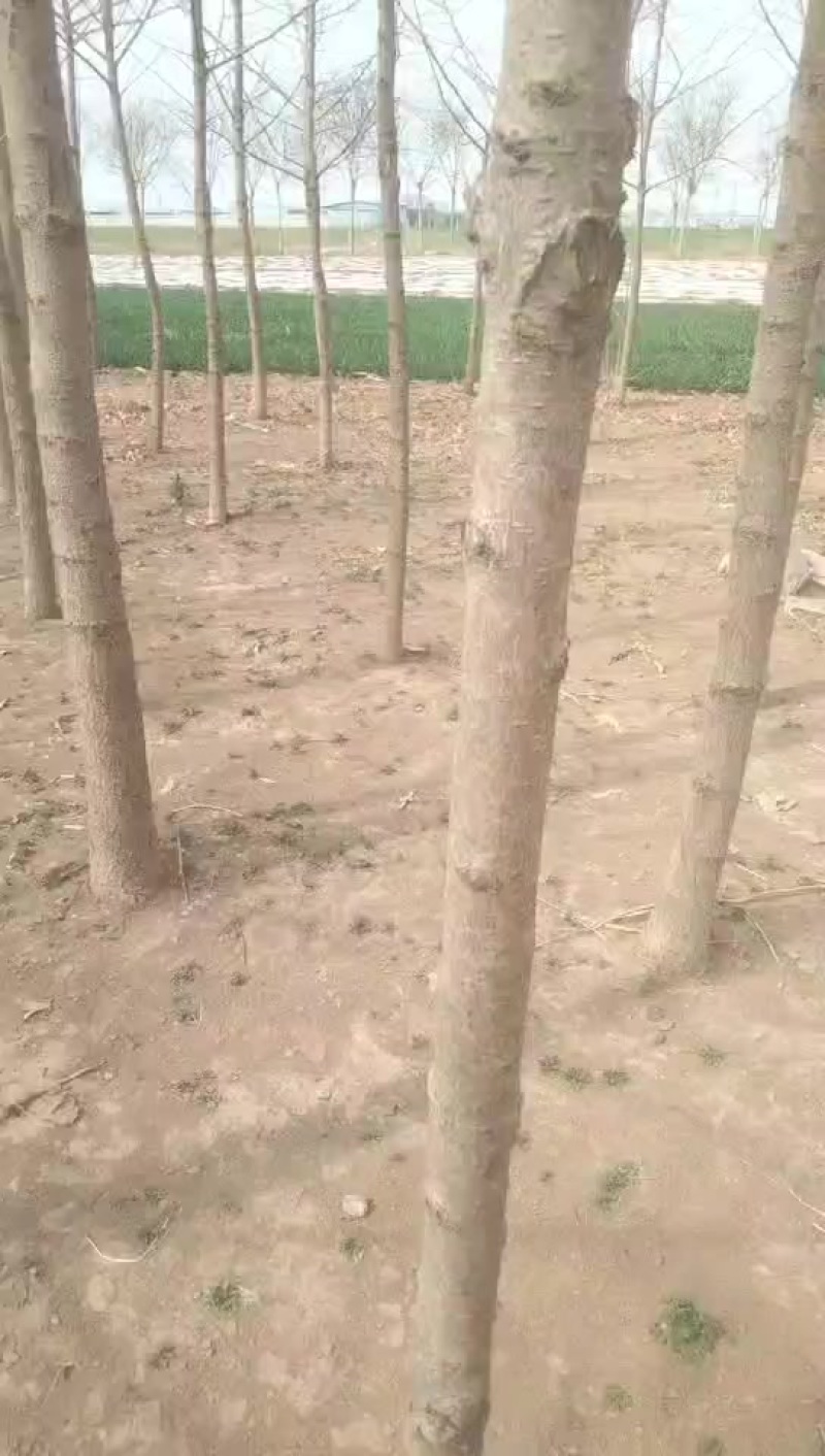 银杏树两千颗出售，价格随行就市