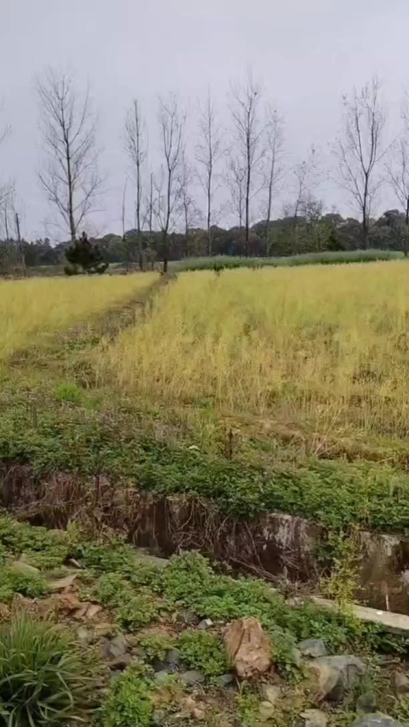 沙地，旱地出租，103亩，可以种植中药材，等经济作物，