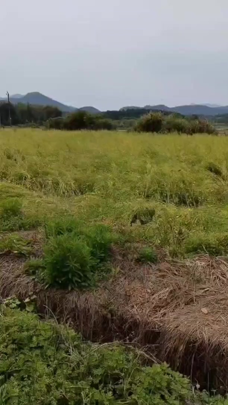 沙地，旱地出租，103亩，可以种植中药材，等经济作物，