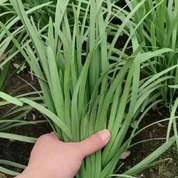 万亩韭菜新产区，质量好，且是当地比较有实力的代办，