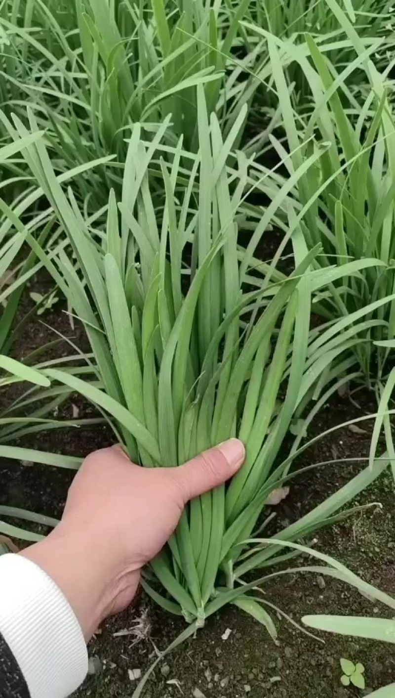 万亩韭菜新产区，质量好，且是当地比较有实力的代办，