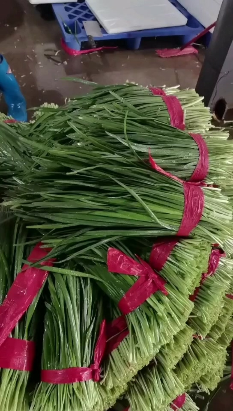 万亩韭菜新产区，质量好，且是当地比较有实力的代办，