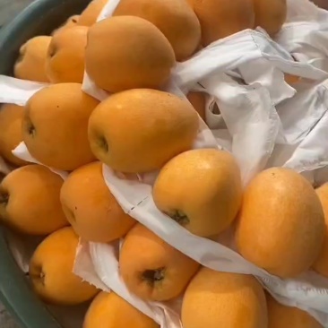 新鲜枇杷大量上市了需要的老板请联系
