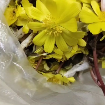 冰凌花