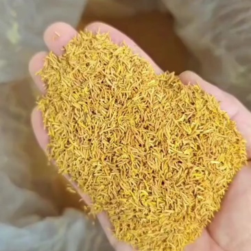 牡丹花蕊有货
