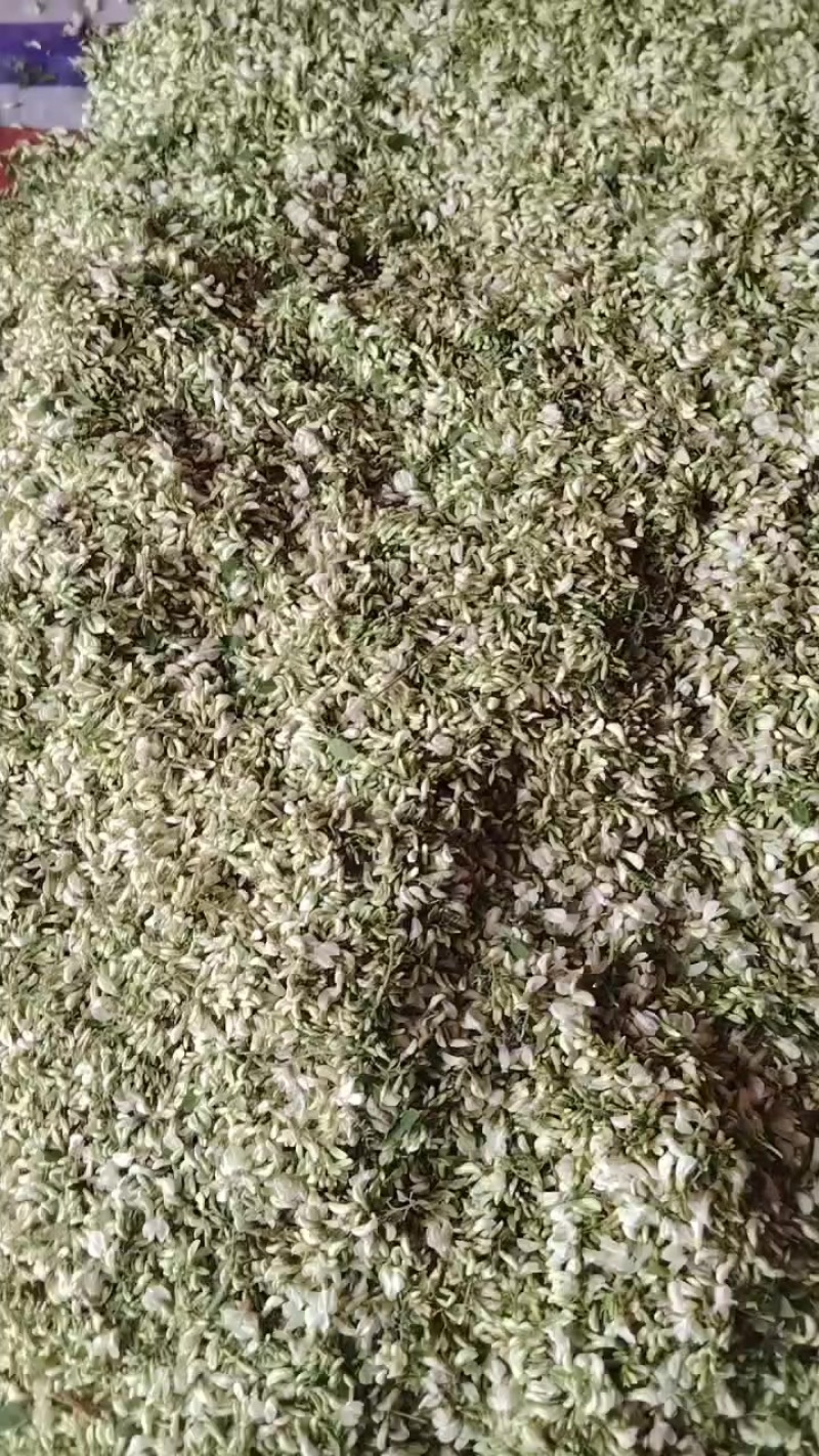 羊槐花
