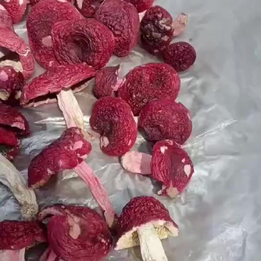自家烘烤云南普洱大红菇开菇