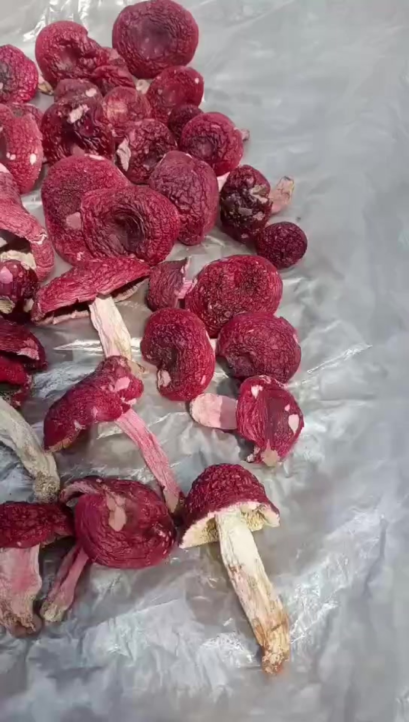 自家烘烤云南普洱大红菇开菇