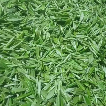 纯手工绿茶