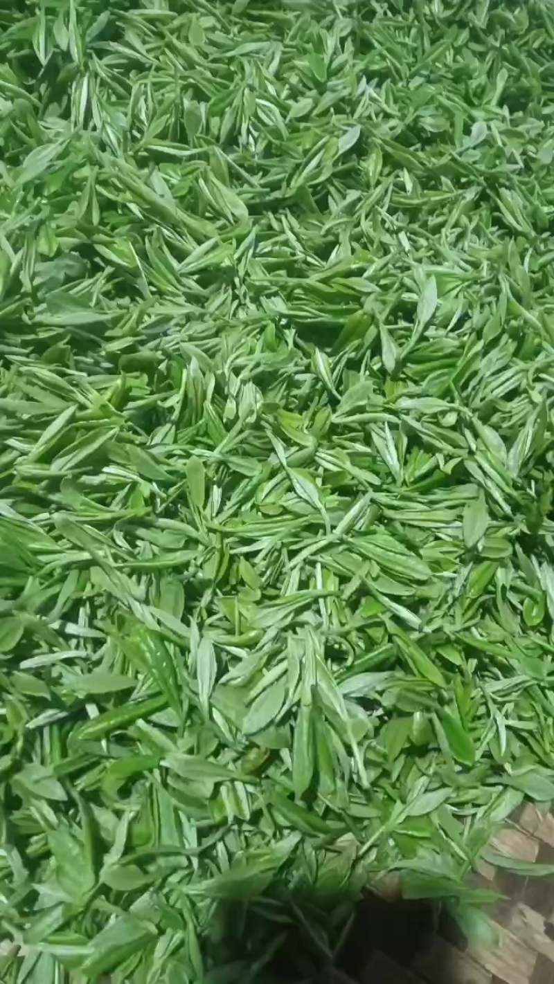 纯手工绿茶