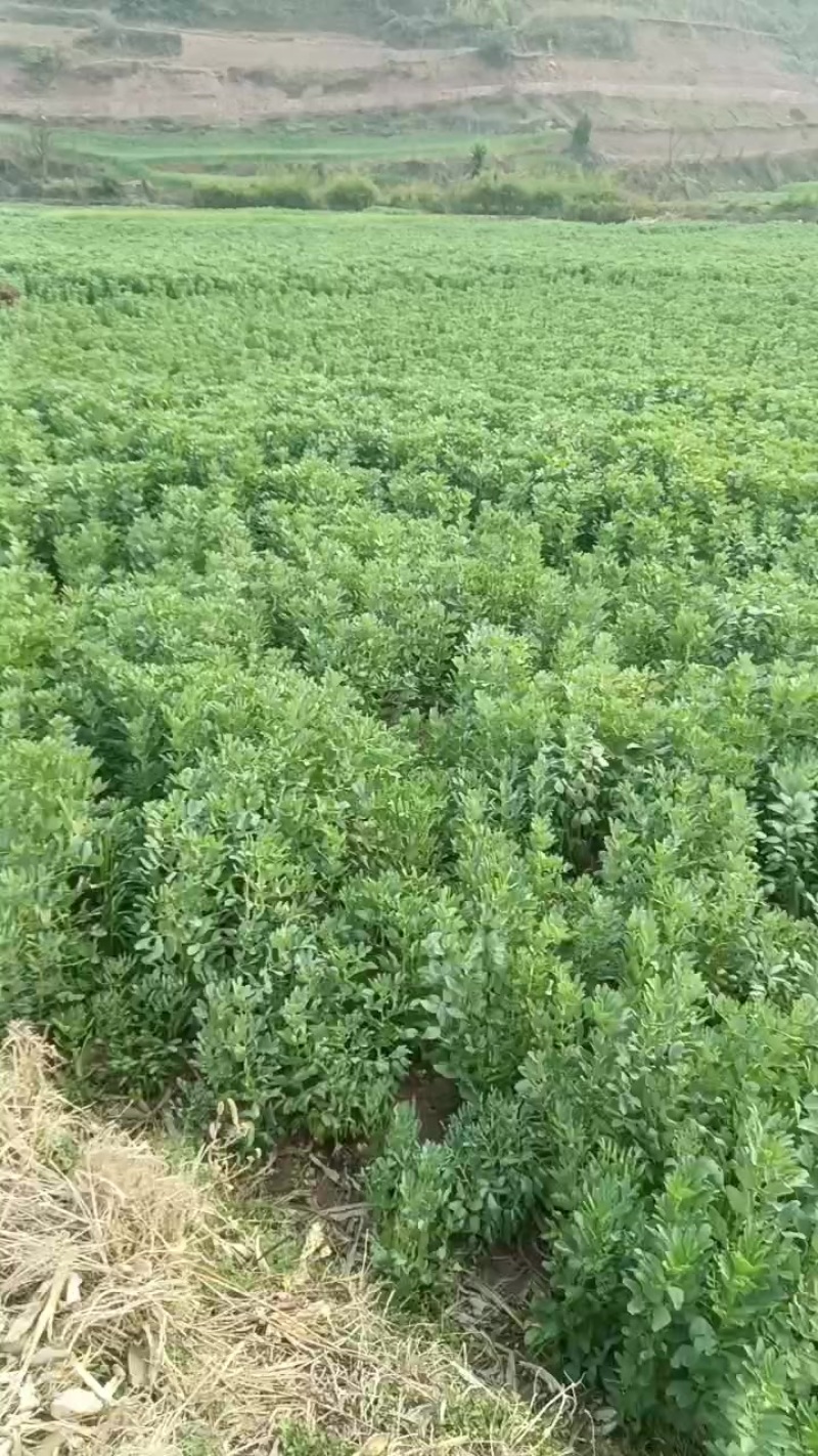 绿色青蚕豆