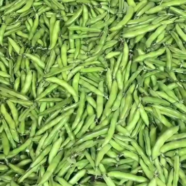 绿色青蚕豆