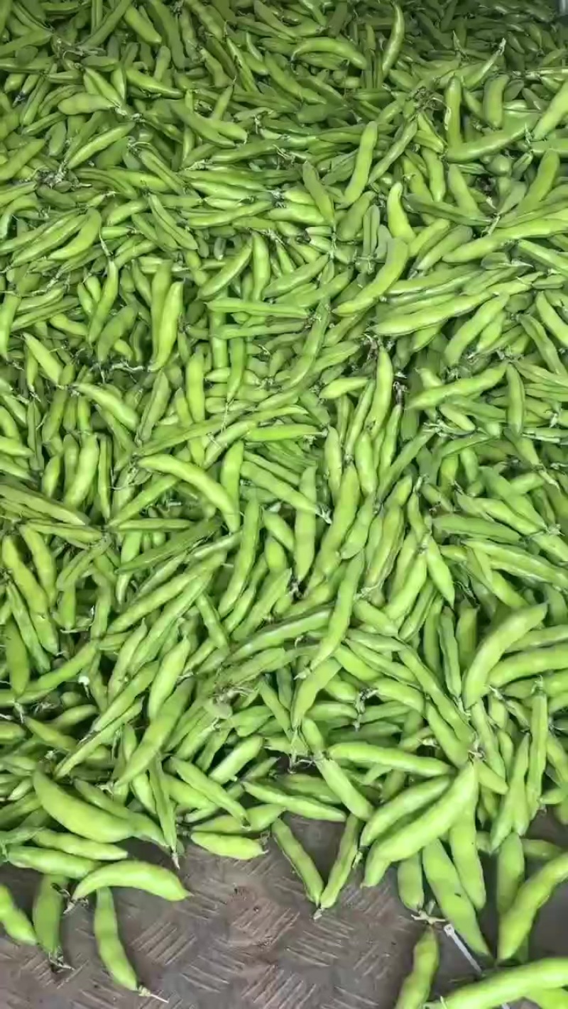 绿色青蚕豆